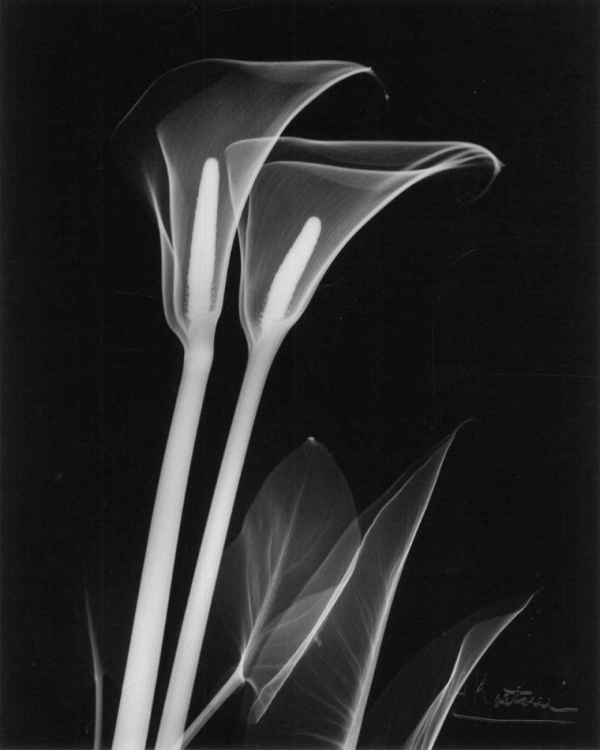 Picture of CALLA LILY CLOSE UP ON BLACK