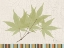 Picture of TRIMMED MAPLE
