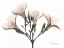 Picture of OLEANDER IN PINK