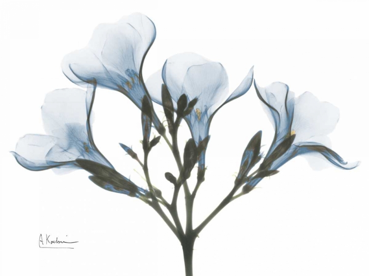 Picture of OLEANDER IN BLUE