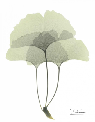 Picture of GINGKO IN PALE GREEN 3