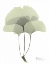 Picture of GINGKO IN PALE GREEN 3