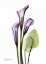 Picture of CALLA LILY IN FULL BLOOM
