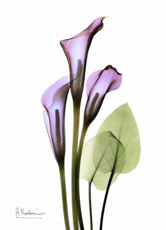 Picture of CALLA LILY IN FULL BLOOM
