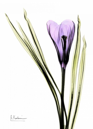 Picture of PURPLE CROCUS