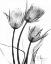 Picture of TULIP ARRANGEMENT IN BANDW