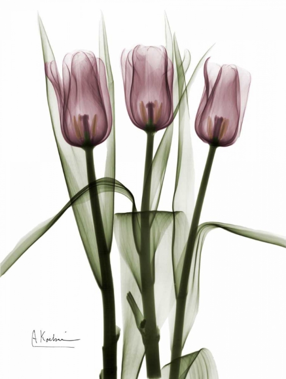 Picture of TRIPLET TULIPS IN COLOR