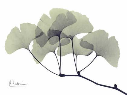 Picture of GINGKO LEAVES IN GREEN