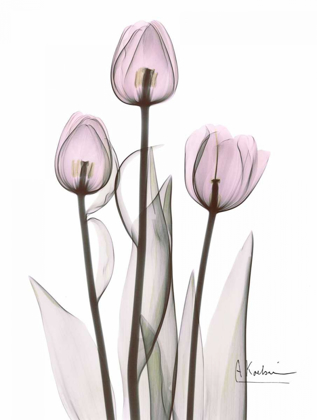 Picture of EARLY TULIPS IN LAVENDER
