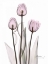 Picture of EARLY TULIPS IN LAVENDER