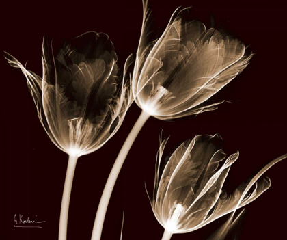 Picture of TULIPS BROWN ON RED
