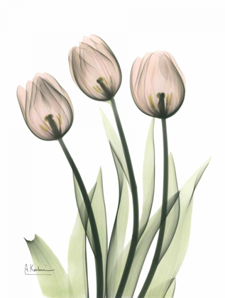 Picture of THREE PALE PINK TULIPS