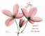 Picture of CLEMATIS - JOY