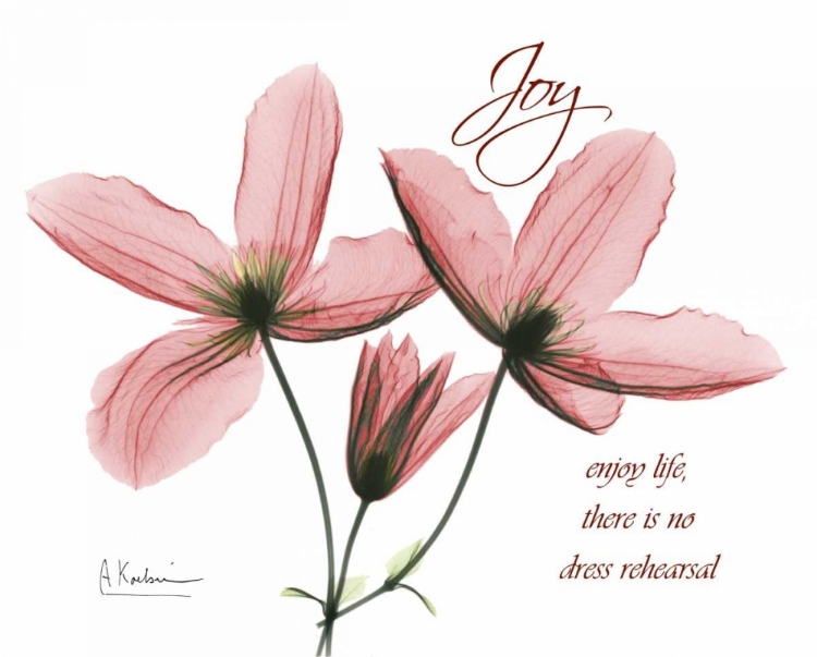Picture of CLEMATIS - JOY