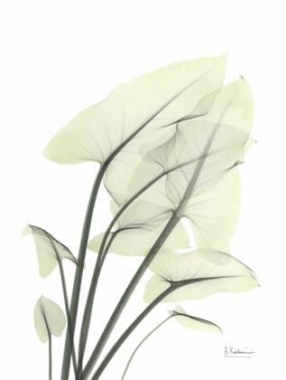Picture of CALLA LEAF IN GREEN