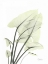 Picture of CALLA LEAF IN GREEN