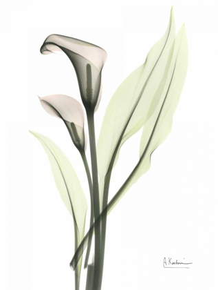 Picture of CALLA - MARJORIE