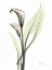 Picture of CALLA - MARJORIE