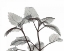 Picture of LEMON BALM  IN BANDW