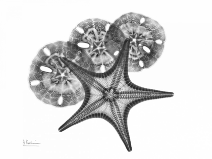 Picture of STARFISH AND SAND DOLLAR