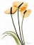 Picture of ANTHURIUM