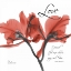 Picture of ROYAL RED ORCHID - LOVE AGAIN