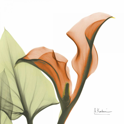 Picture of A GIFT OF CALLA LILIES IN ORANGE