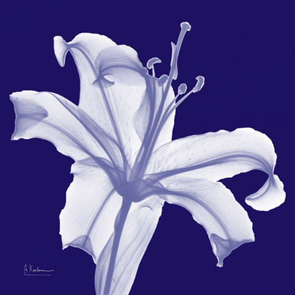 Picture of LILY WHITE ON PURPLE
