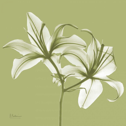 Picture of TWIN LILIES ON PALE GREEN