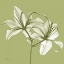 Picture of TWIN LILIES ON PALE GREEN