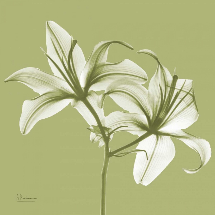 Picture of TWIN LILIES ON PALE GREEN