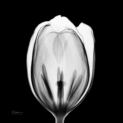 Picture of BEAUTIFUL BULB ON BLACK 2