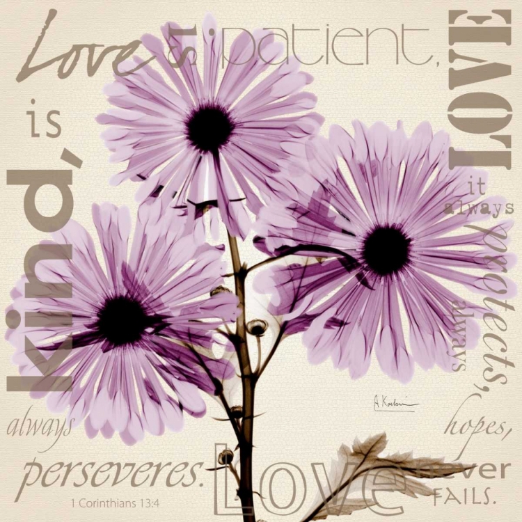 Picture of LOVE - VIOLET CHRYSANTHEMUM