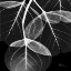 Picture of EUCALYPTUSINVERTED