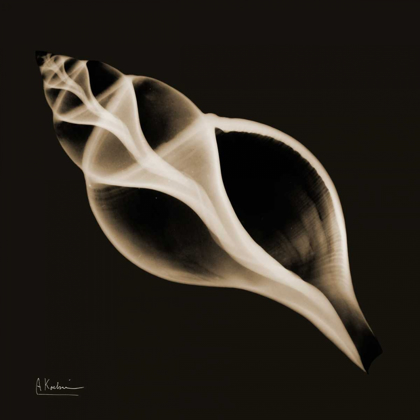 Picture of TULIP SHELL_SEPIA