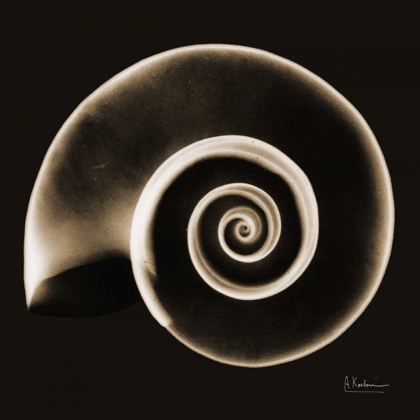 Picture of RAMS HORN SNAIL SHELL SEPIA