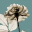 Picture of MINERAL ROSE