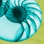 Picture of NEON NAUTILUS