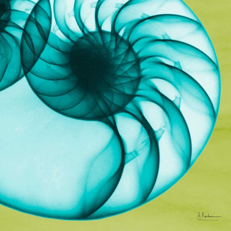 Picture of NEON NAUTILUS
