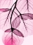 Picture of PINK EUCALYPTUS