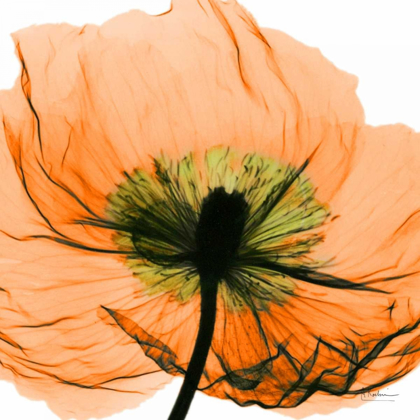 Picture of POPPY ORANGE