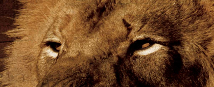 Picture of LION EYES
