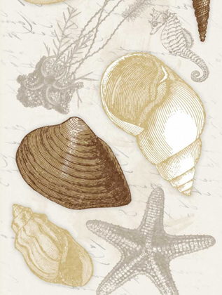 Picture of SHELLS