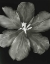Picture of BIG BLOSSOM I