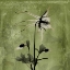Picture of COLUMBINE