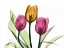Picture of TULIP