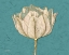 Picture of TULIP 1