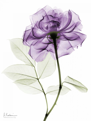 Picture of PURLPE ROSE 2