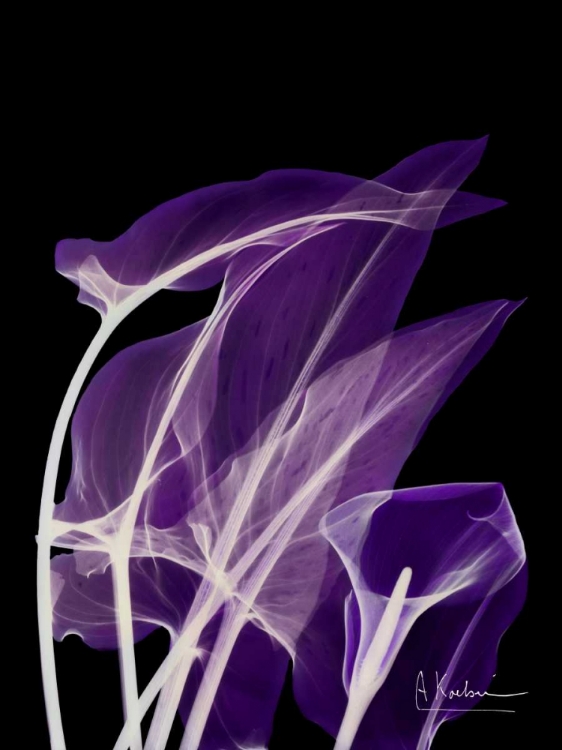 Picture of PURPLE CALLA