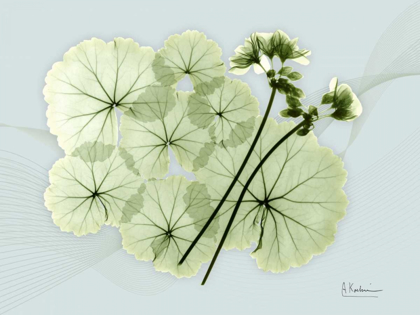 Picture of GERANIUM L48